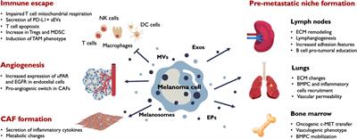 Extracellular vesicles and melanoma: New perspectives on tumor microenvironment and metastasis